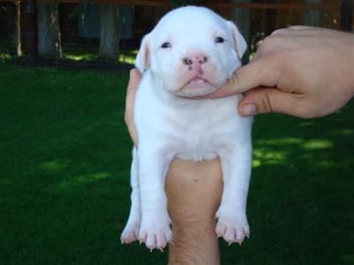 Puppies for Sale